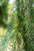 A close-up view of the branches and needles of a Larix kaempferi 'Stiff Weeper' tree. Produktbild-Vorschau