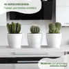 Three potted cacti on a countertop in a kitchen setting. Produktbild-Vorschau