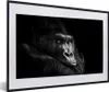 MuchoWow® Gerahmtes Poster Gorilla - Affe - Schwarz - Weiß Produktbild-Vorschau 1