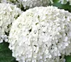 Dehner Schneeball-Hortensie Strong Annabelle®, creme-weiße Produktbild-Vorschau 2