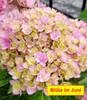 BALDUR Garten 1x 5-Stufen Hortensie Together®, Pflanze im 2 Produktbild-Vorschau 2