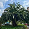 Semená Phoenix Canariensis - balenie 10 ks - Semená palmy - Náhľad obrázku produktu 15
