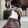 Kentucky Dogwear Hundegeschirr Aktiv Velvet, Größe:M, Produktbild-Vorschau 2