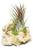 Tillandsia na zanzibar rock - s - 1 rostlina Náhľad obrázku produktu 1