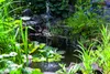 A close-up view of a small garden pond with a solar-powered fountain, water lilies, and lush green plants surrounding it. Náhľad obrázku produktu