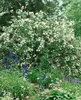 Philadelphus 'Virginal', Duftjasmin, weiß, 60–100 cm Produktbild-Vorschau 2