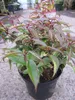 Traubenheide Makijaz - Leucothoe fontanesiana Makijaz - Produktbild-Vorschau 2