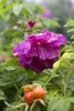 Rosa rugosa, Apfelrose, pink, 30–40 cm Produktbild-Vorschau 4