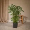 Polyscias fruticosa - aralia - Ø21cm - Ø75cm - tropikalna Podgląd zdjęcia produktu 2