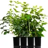 Filadelfo (Philadelphus) Rosace 1L Anteprima dell’immagine prodotto 7