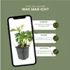 Plants by Frank | 24 Ysander Pflanzen | Pachysandra Produktbild-Vorschau 5