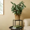 Bloomique - Calathea Compactstar - Korbmarante - Produktbild-Vorschau 3