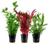 Pflanzen Set mit 3 Hintergrund Topf Aquarium Wasserpflanzen Produktbild-Vorschau 1