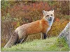 ARTland Leinwandbild Fuchs I Größe: 60x45 cm Produktbild-Vorschau 1