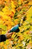 Gardena Set Akku-Gras- und Strauchschere ClassicCut Li Produktbild-Vorschau 22