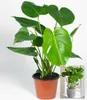 BALDUR Garten 1x Monstera, Pflanze im 12 cm-Topf, Produktbild-Vorschau 2