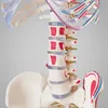 A close-up view of a life-size anatomical model of a human spine and pelvis, with some ribs visible. Produktbild-Vorschau