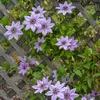 Clematis Nelly Moser (clematide) - pianta rampicante - Anteprima dell’immagine prodotto 3