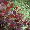 Cotinus coggygria Royal Purple rotlaubiger Perückenstrauch Produktbild-Vorschau 1