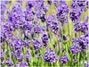 Stauden Gänge 100 x Lavandula angustifolia 'Hidcote Blue' - Produktbild-Vorschau 5