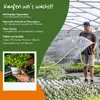 Enseleits Kerbel Pflanze, Anthriscus cerefolium, frischer Produktbild-Vorschau 3