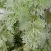 6 x Absinthe - Artemisia absinthium | Pot 9cm x 9cm Voir les images du produit 1