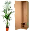 Palma Kentia (Howea forsteriana), výška 180cm, prumer 24cm, Náhled obrázku produktu 3