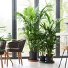 Kentia Palme - Howea forsteriana - Höhe 90-100cm - ⌀18cm Produktbild-Vorschau 5