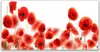 Glasbilder 120x60 Wandbild Druck auf Glas Mohnblumen Produktbild-Vorschau 1