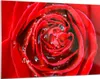 Bilder auf glas - Rose Blume Blütenblätter Tau - 120x80cm - Produktbild-Vorschau 1