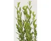 Cesmína japonská sloupovitá FloraSelf Ilex crenata Náhled obrázku produktu 3