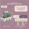Lavandula FloraSelf Lavandula angustifolia 5-20 cm Anteprima dell’immagine prodotto 4