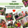 Winterharde, meerjarige tulpenbollen - Mix - 50 bloembollen Productafbeelding-voorbeeld 9