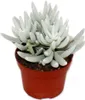 Senecio haworthii – biała, owłosiona roślina sukulentowa – Podgląd zdjęcia produktu 1