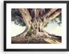 Gerahmtes Poster - Schwarzer Rahmen - Tiger Wild Baum - Produktbild-Vorschau 1