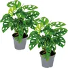 Bloomique - Lot de 2 - Monstera Adansonii - Monkey Leaf - Voir les images du produit 1