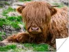 MuchoWow® Poster Schottischer Highlander - Heu - Gras Produktbild-Vorschau 1