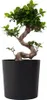 Bonsaï - Ficus microcarpa 'ginseng' - Hauteur 55-65cm - Voir les images du produit 7