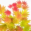 A close-up shot of Japanese Maple leaves in various stages of autumn color. Produktbild-Vorschau