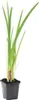 Bloomique - Schizostylis Coccinea - Spaltgriffel - Rosa - Produktbild-Vorschau 1