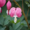 3x Dicentra spectabilis Tränendes Herz Pflanzen, Produktbild-Vorschau 2