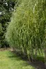Salix alba 'Tristis', Trauerweide, gelbgrün, 100–150 cm Produktbild-Vorschau 3