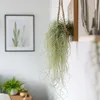 Spanisches Moos - 3 Stk - Tillandsia usneoides - Höhe Produktbild-Vorschau 6