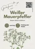 Weißer Mauerpfeffer Sedum album, 1 Portion, Bodendecker für Produktbild-Vorschau 1
