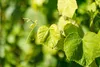 Vitis vinifera 'Erdbeertraube', Weinrebe, süß, 80–100 cm Produktbild-Vorschau 10