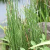 Přeslička japonská FloraSelf Equisetum japonica květináč Ø Náhled obrázku produktu 4