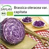SAFLAX - BIO - Červené zelí - Red Drumhead - Brassica Náhled obrázku produktu 10