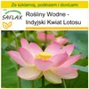 SAFLAX - Zestaw do uprawy - Indyjski Kwiat Lotosu - 8 Podgląd zdjęcia produktu 10