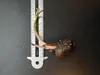 Wasserbanane (Typhonodorum lindleyanum) - 1 gekeimter Samen Produktbild-Vorschau 4