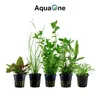 Pflanzen Set für 80l Aquarien mit 10 Topf Aquarium Produktbild-Vorschau 4